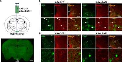 Involvement of POMC neurons in LEAP2 regulation of food intake and body weight